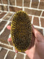 Soft Goldie Palm WaveBrush